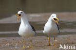 Kleine Mantelmeeuw (Larus fuscus)