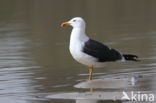 Kleine Mantelmeeuw (Larus fuscus)