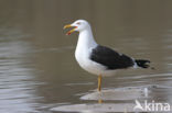 Kleine Mantelmeeuw (Larus fuscus)