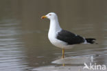 Kleine Mantelmeeuw (Larus fuscus)