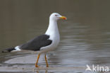 Kleine Mantelmeeuw (Larus fuscus)