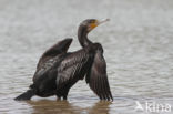 Cormorant (Nannopterum harrisi)