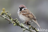 Eurasian Tree Sparrow (Passer montanus)