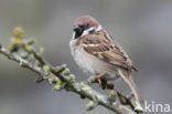 Eurasian Tree Sparrow (Passer montanus)