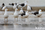 Kleine Mantelmeeuw (Larus fuscus)