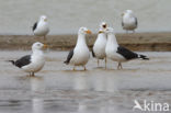 Kleine Mantelmeeuw (Larus fuscus)