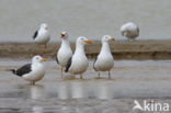 Kleine Mantelmeeuw (Larus fuscus)