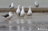 Kleine Mantelmeeuw (Larus fuscus)