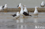 Lesser Black-backed Gull (Larus fuscus)