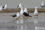 Kleine Mantelmeeuw (Larus fuscus)