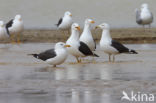 Kleine Mantelmeeuw (Larus fuscus)