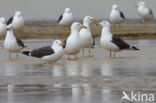 Kleine Mantelmeeuw (Larus fuscus)