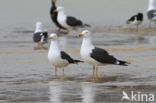 Kleine Mantelmeeuw (Larus fuscus)