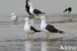 Kleine Mantelmeeuw (Larus fuscus)