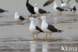 Kleine Mantelmeeuw (Larus fuscus)