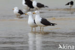 Kleine Mantelmeeuw (Larus fuscus)