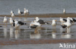 Lesser Black-backed Gull (Larus fuscus)