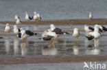 Kleine Mantelmeeuw (Larus fuscus)