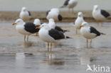 Kleine Mantelmeeuw (Larus fuscus)