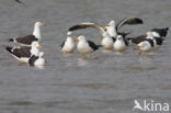 Kleine Mantelmeeuw (Larus fuscus)