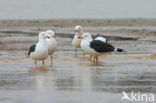 Lesser Black-backed Gull (Larus fuscus)