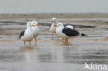 Kleine Mantelmeeuw (Larus fuscus)