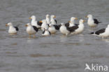 Kleine Mantelmeeuw (Larus fuscus)