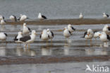 Kleine Mantelmeeuw (Larus fuscus)