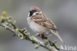 Eurasian Tree Sparrow (Passer montanus)