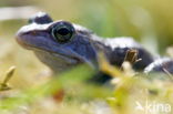 Moor Frog (Rana arvalis)