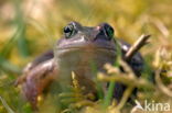 Moor Frog (Rana arvalis)