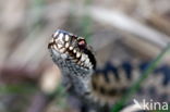 Common Viper (Vipera berus)