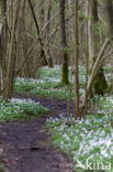 Bosanemoon (Anemone nemorosa)