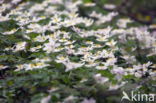 Wood Anemone (Anemone nemorosa)