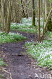 Bosanemoon (Anemone nemorosa)