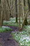 Bosanemoon (Anemone nemorosa)