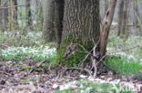 Wood Anemone (Anemone nemorosa)