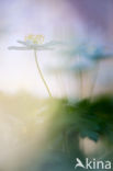 Wood Anemone (Anemone nemorosa)