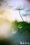 Wood Anemone (Anemone nemorosa)