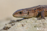 Viviparous Lizard (Zootoca vivipara)