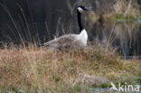 Canada Goose (Branta canadensis)