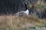 Canadese Gans (Branta canadensis)