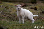 Drents heideschaap (Ovis domesticus)