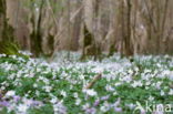 Bosanemoon (Anemone nemorosa)