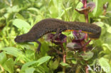 Kamsalamander (Triturus cristatus)