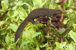 Kamsalamander (Triturus cristatus)