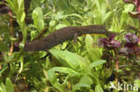 Great Crested Newt