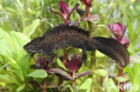 Great Crested Newt