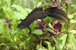 Great Crested Newt