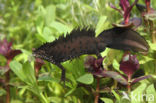 Great Crested Newt